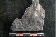 Foto (Detailansicht) von Neuropteris sp.  (NHMW-GEO-2024-0188-10679)